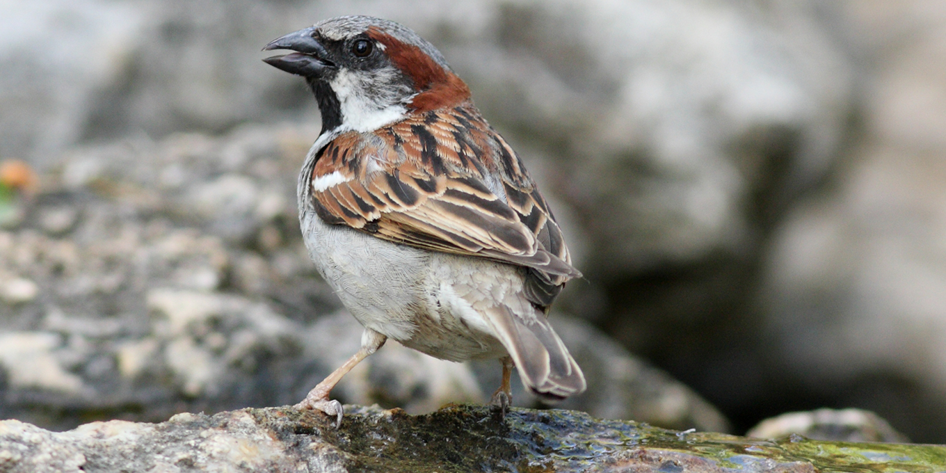 Bilan du comptage hivernal des oiseaux des jardins (37)